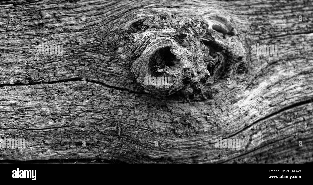 La forma e le linee astratte e le curve dell'albero di taglio trunks in bianco e nero Foto Stock