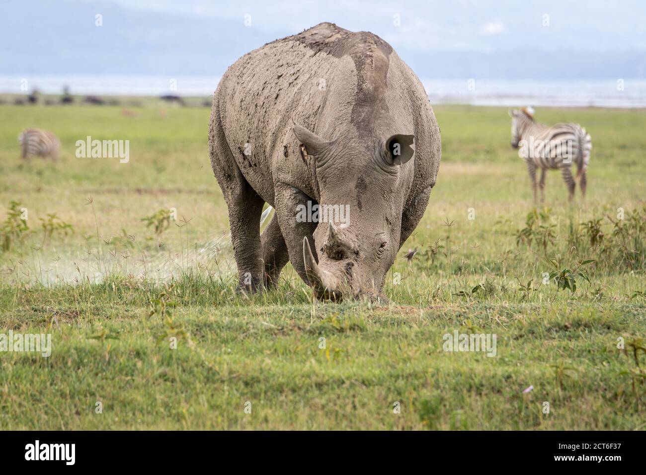 Rinoceronte nero (Diceros bicornis) al pascolo in Kenya Foto Stock