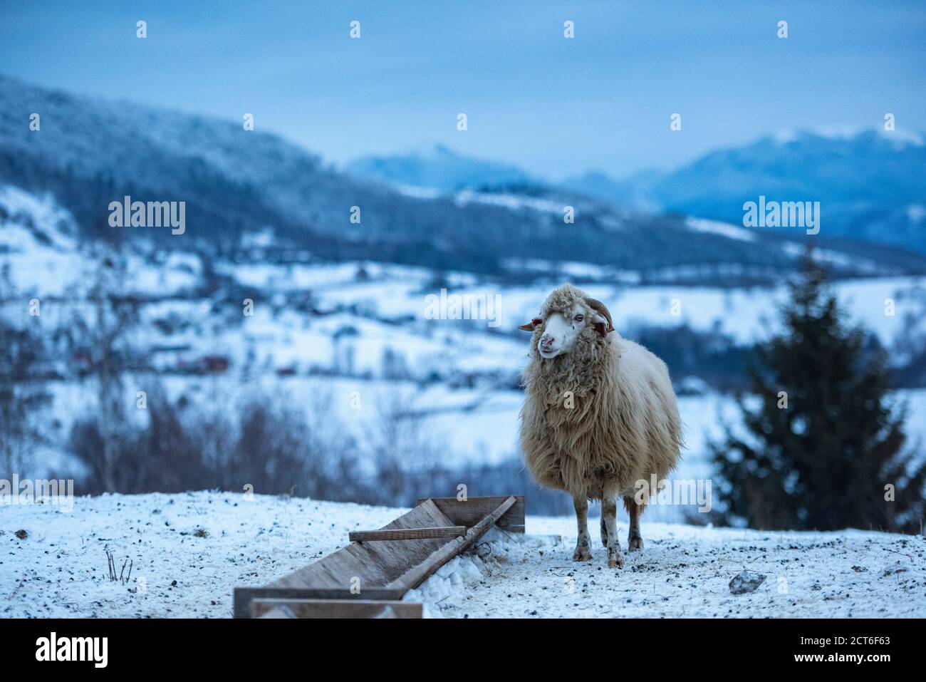 Pecore nelle montagne Carpazi innevate in inverno, Bran, Transilvania, Romania Foto Stock