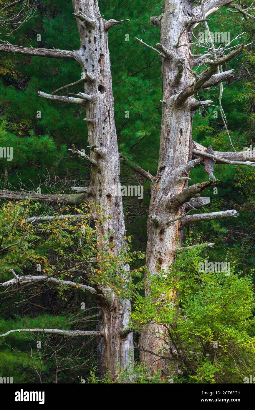 Un albero morto del pino bianco orientale ora serve come sede per le varie specie della fauna selvatica. Foto Stock