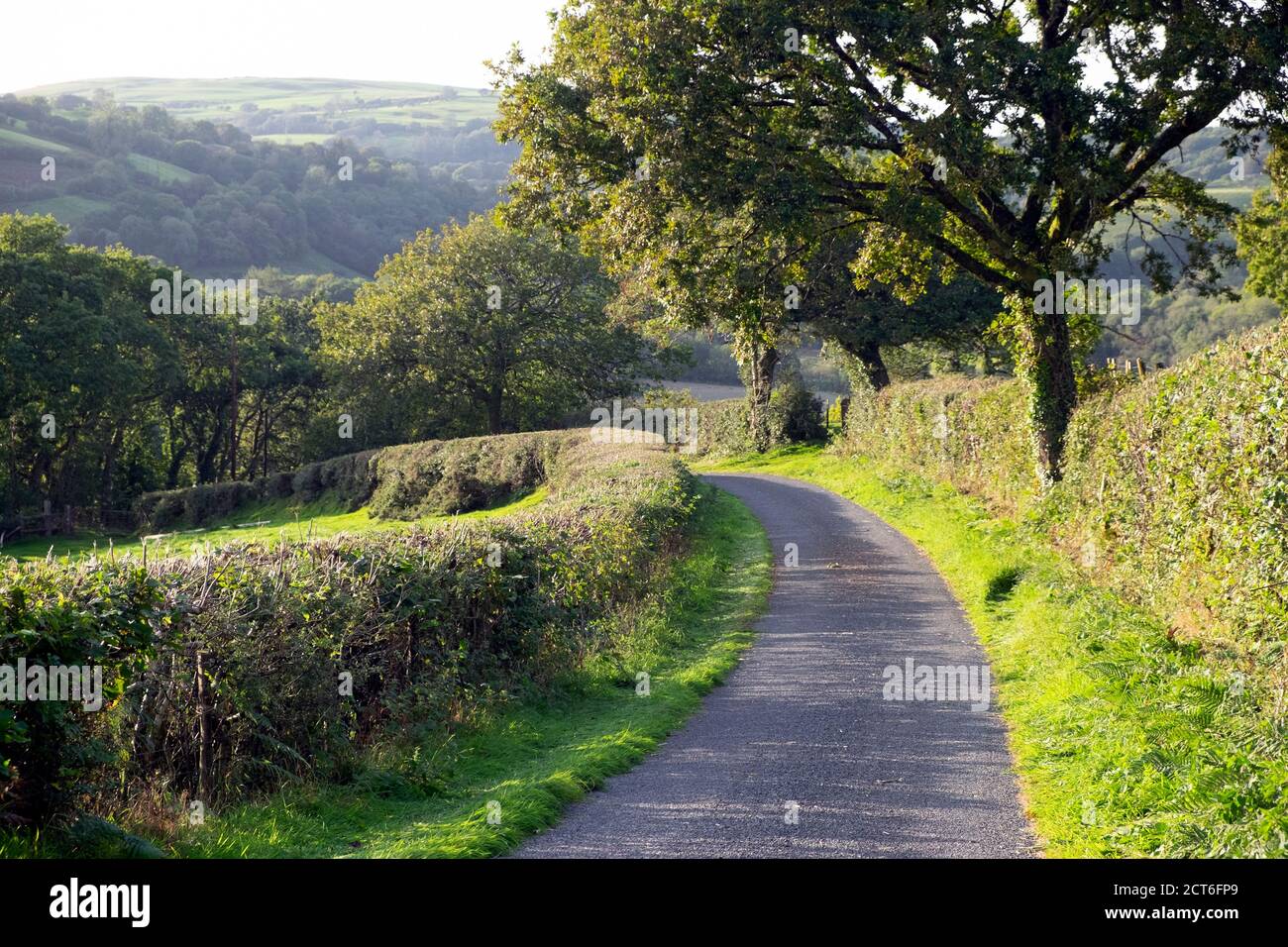 Carmarthenshshire Welsh paesaggio di campagna, hedgerow siepe rifinito, curva in strada corsia, alberi in autunno settembre 2020 Galles UK BritainKATHY DEWITT Foto Stock