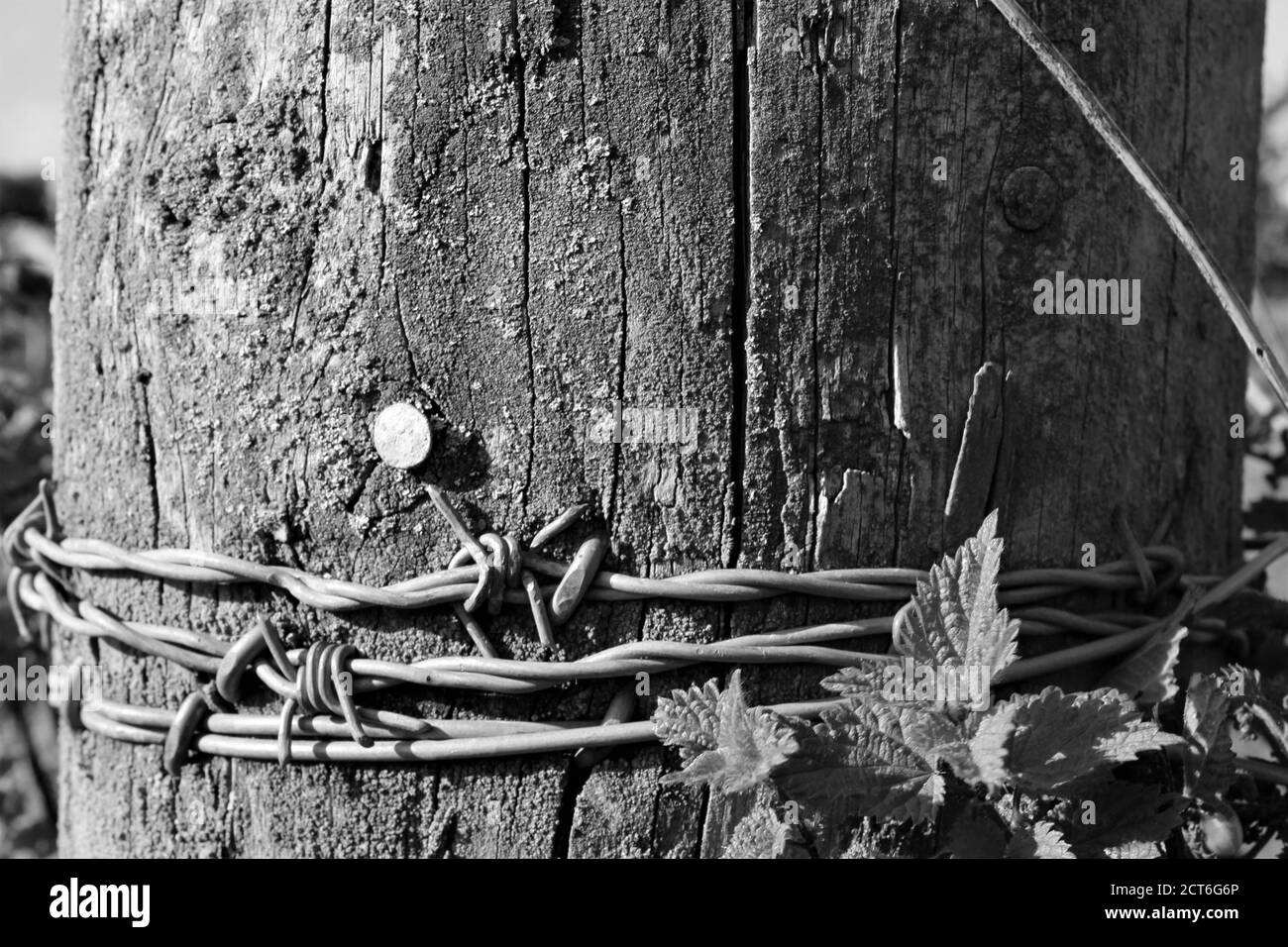 Decadimento del legno su Riverbank Foto Stock