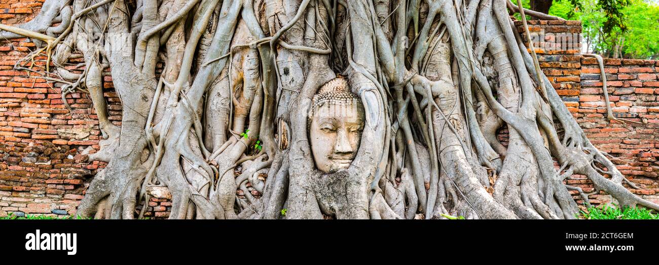 Sandsteinkopf einer Buddhadstatue, eingewachsen im Wurzelgeflecht einer Würgefeige (Ficus religiosa), Wat Mahathat, Ayutthaya, Thailandia, Asia Foto Stock