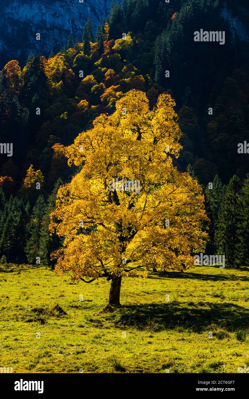 Ahornbaum, Acer pseudoplataus, beim Wankerfleck, Ammergauer Alpen, Ostallgäu, Bayern, Deutschland, Europa Foto Stock