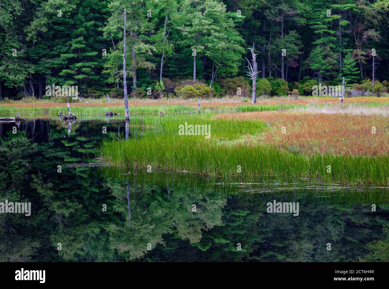 Bllings Fields Pond è un piccolo stagno di paludi sulle terre selvatiche dello stato della Pennsylvania che è magato per l'habitat naturale. Si trova nel Pocono Mountai Foto Stock