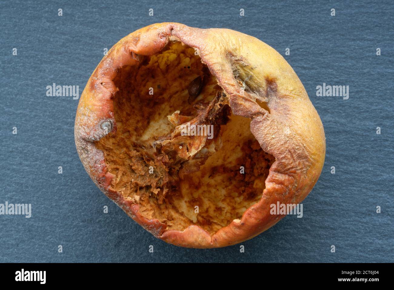 Una mela mangiata via al nucleo dagli insetti. Un'immagine in studio di una mela raccolta che è stata devastata dalla vita di insetti. Il foro di ingresso può essere visto in alto. Foto Stock