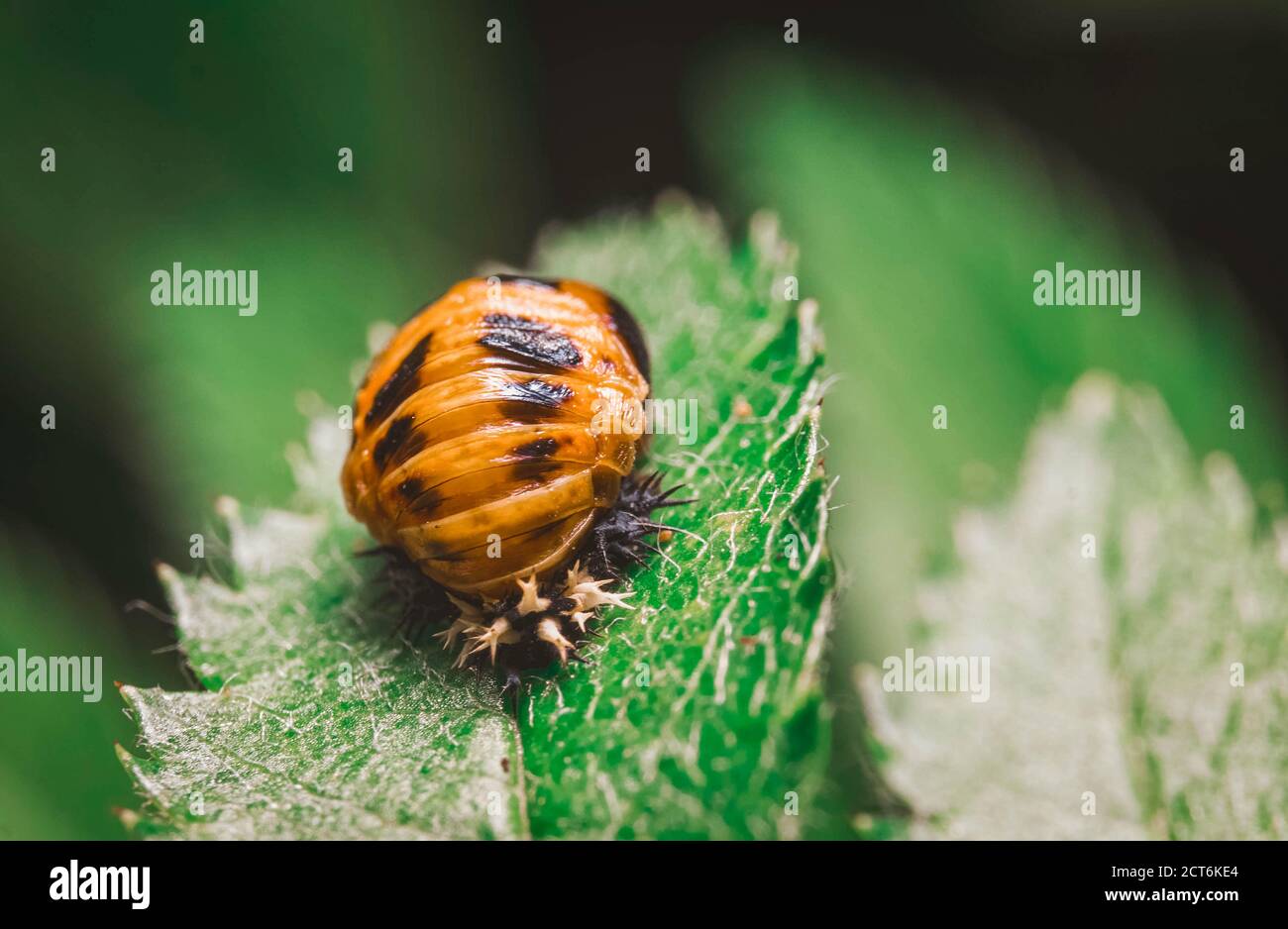 Orang Squisy Bug Macro Close Up Foto Stock