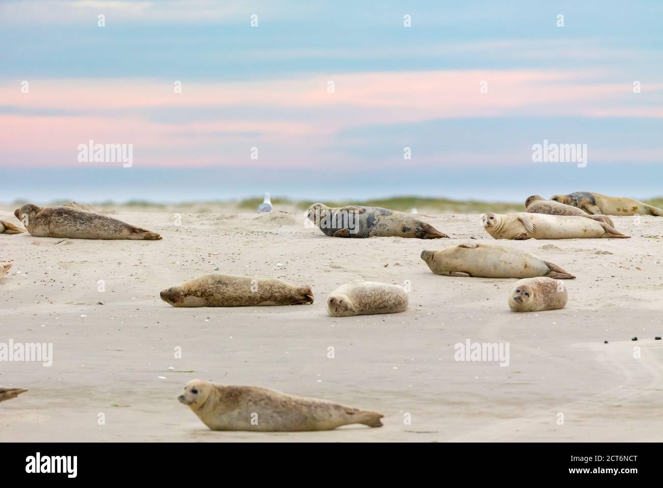 Le foche del porto (Phoca vitulina) su un banco di sabbia nel mare di wadden, nell'isola della Frisia orientale Juist, Germania. Foto Stock