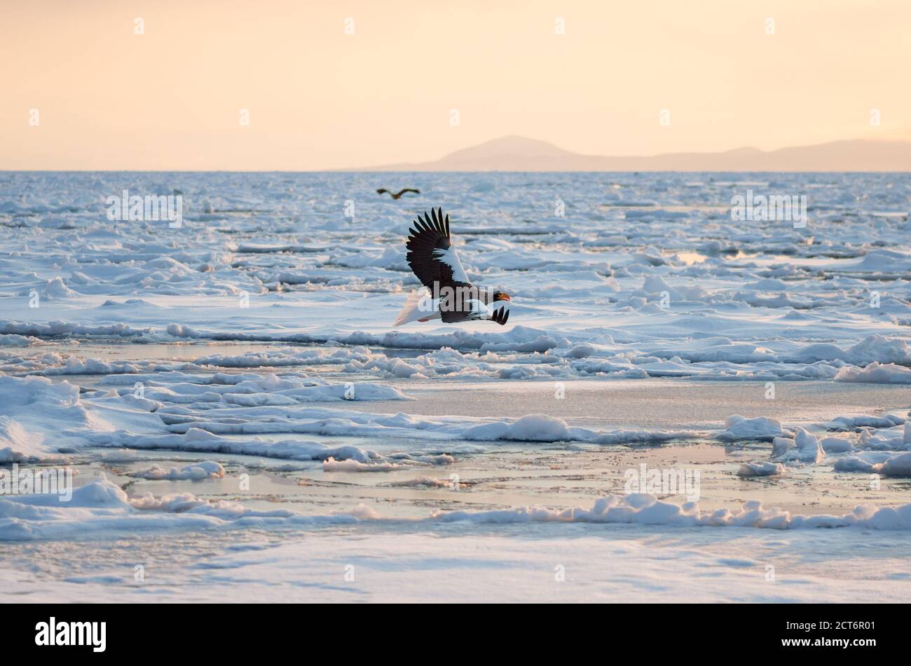 L'aquila marina di Steller (Haliaeetus pelagicus) si aggrega vicino alla penisola di Shiretoko (Qui Rausu) durante i mesi invernali con il ghiaccio di deriva Foto Stock