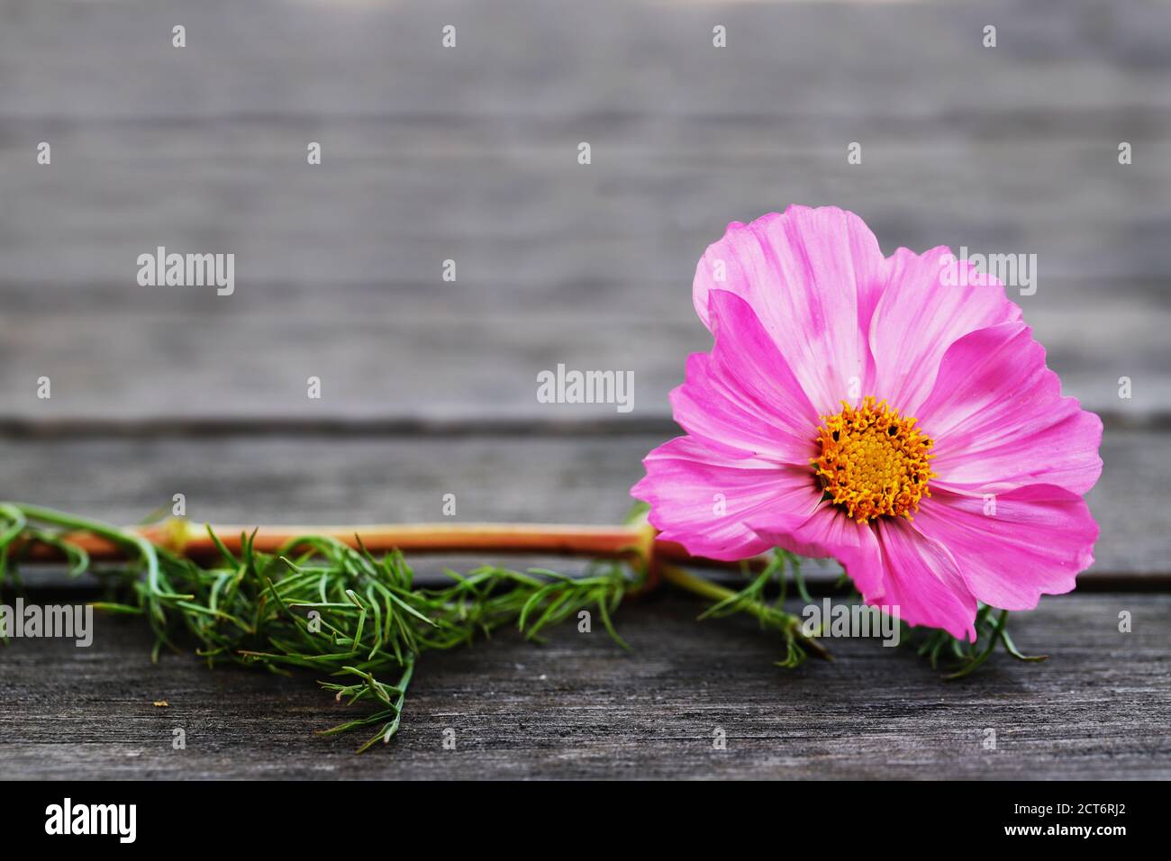 Kosmee (oder auch Schmuckkörbchen genannt) auf einem altem Holztisch Liegend. Foto Stock