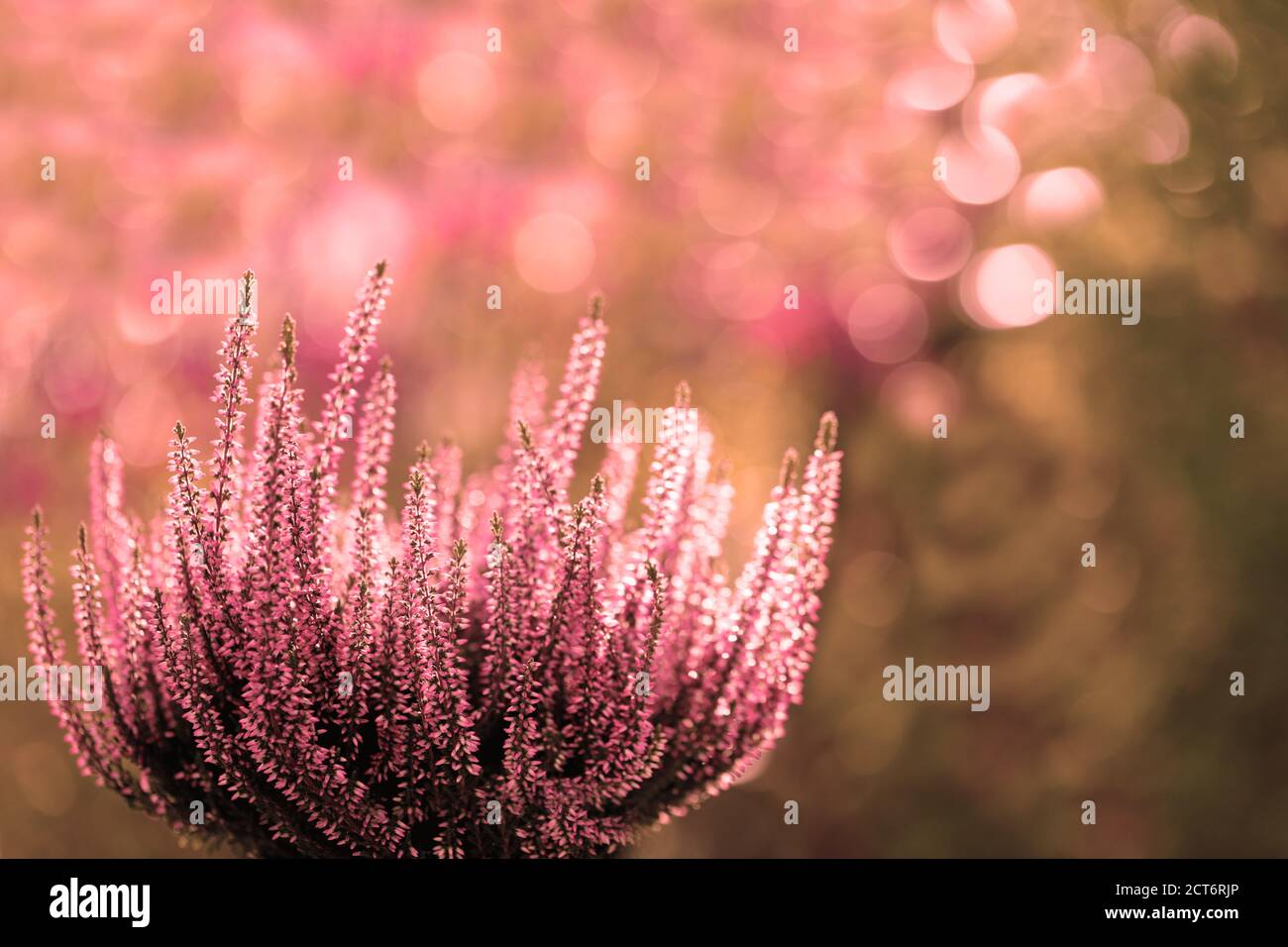 Fiori di rosa Erica (Calluna vulgaris) con bokeh rosa Foto Stock