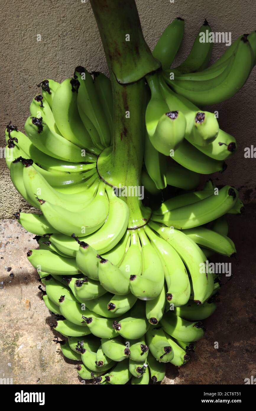 Coltivazione di banane in Sri Lanka Foto Stock