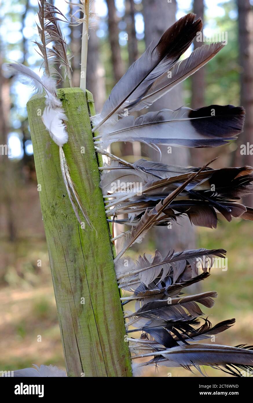 piume di uccello su palo di legno in holkham woods, norfolk del nord, inghilterra Foto Stock