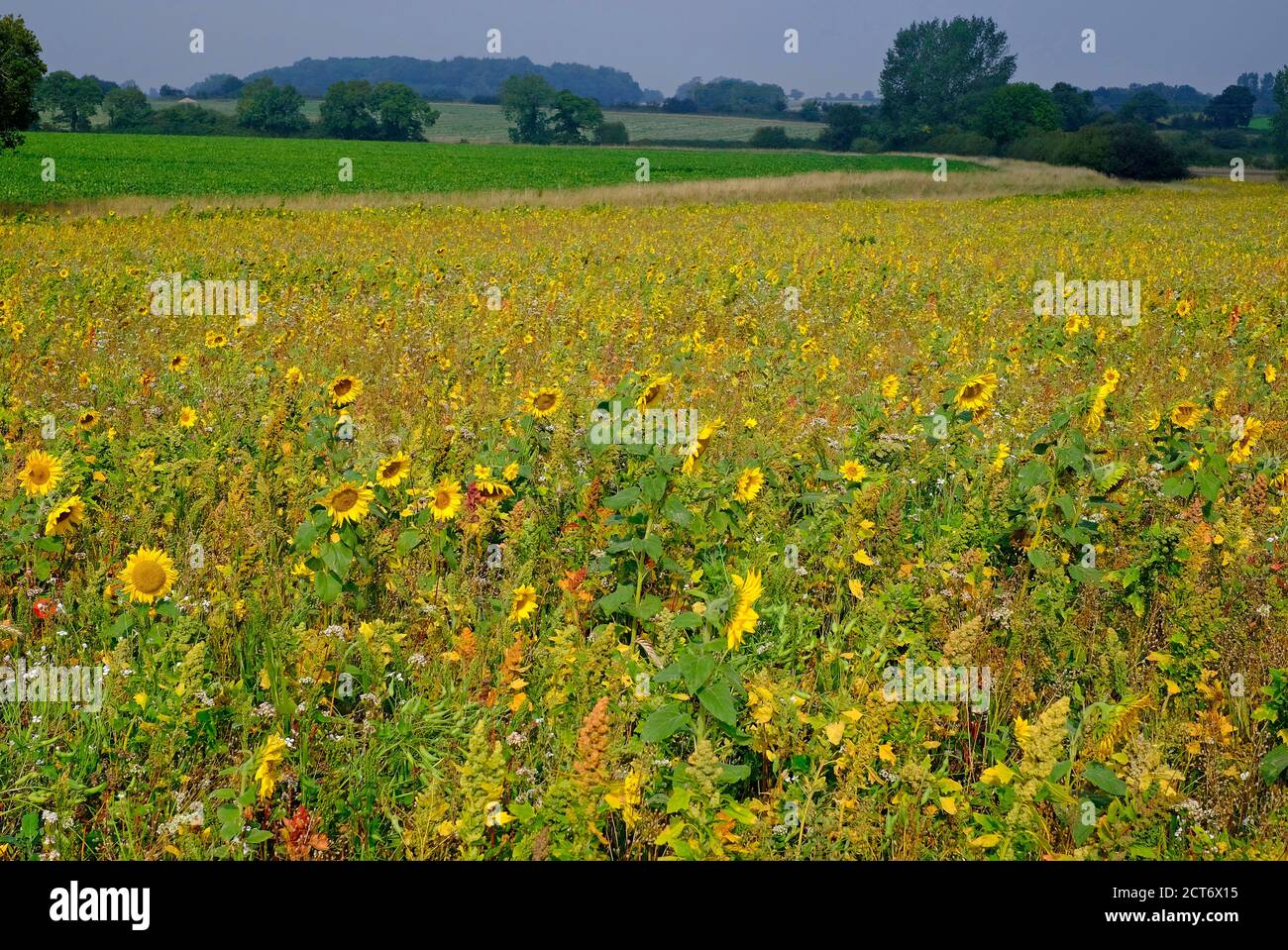 fiori selvatici che crescono in campagna schema di gestione, gunthorpe, norfolk settentrionale, inghilterra Foto Stock