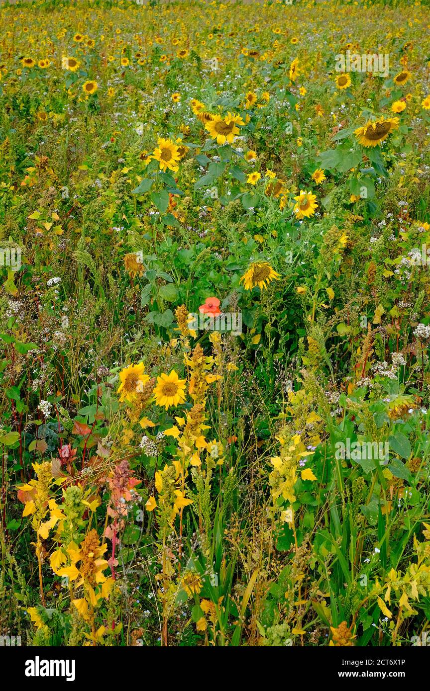 fiori selvatici che crescono in campagna schema di gestione, gunthorpe, norfolk settentrionale, inghilterra Foto Stock