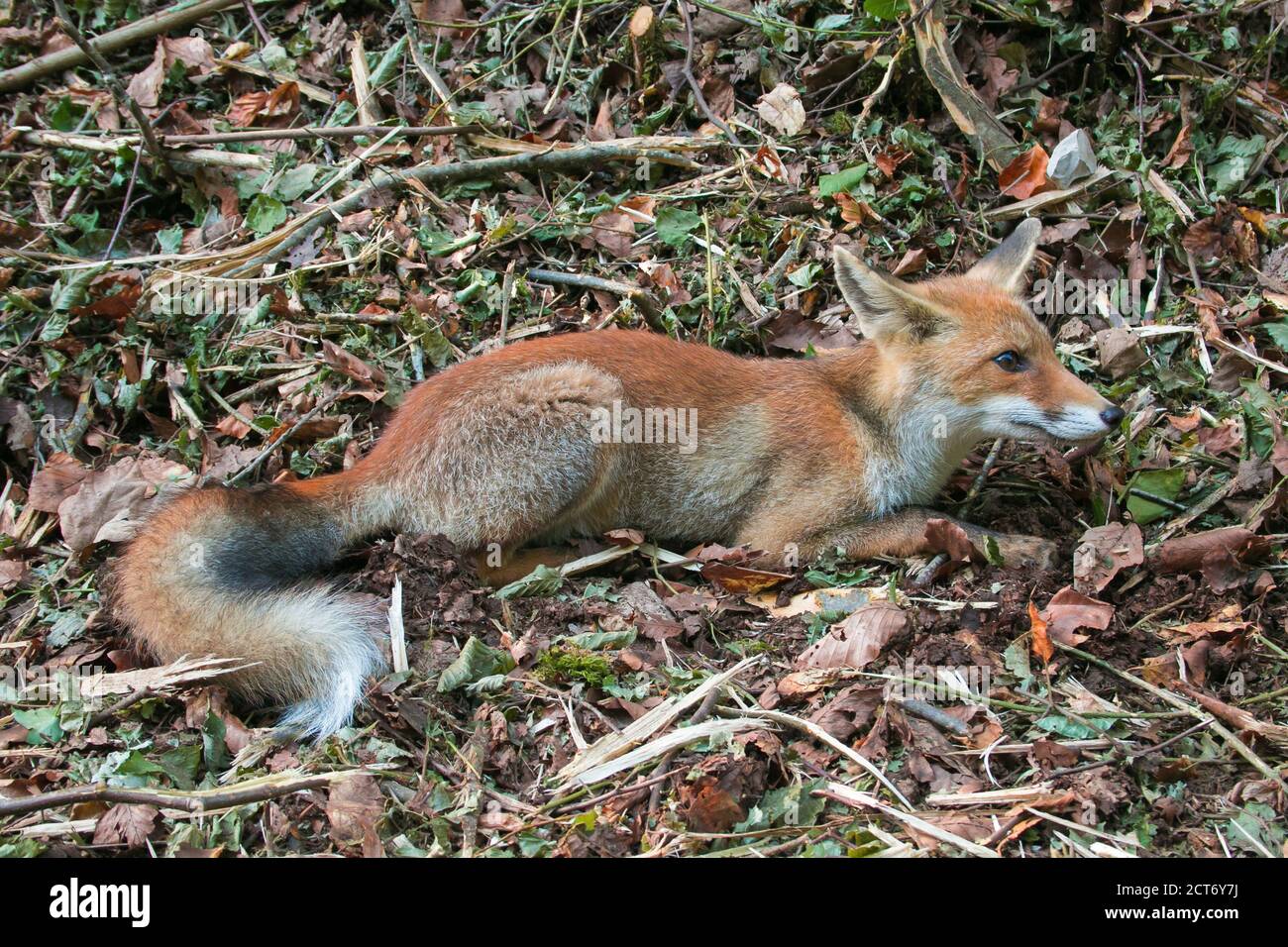 Profilo della volpe rossa giovane (vulpes vulpes) seduta nelle foglie d'autunno Foto Stock