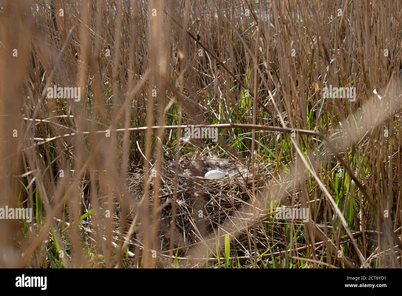 Un Nest dell'oca grigia con uova in terra di allevamento con rametti e piume Foto Stock