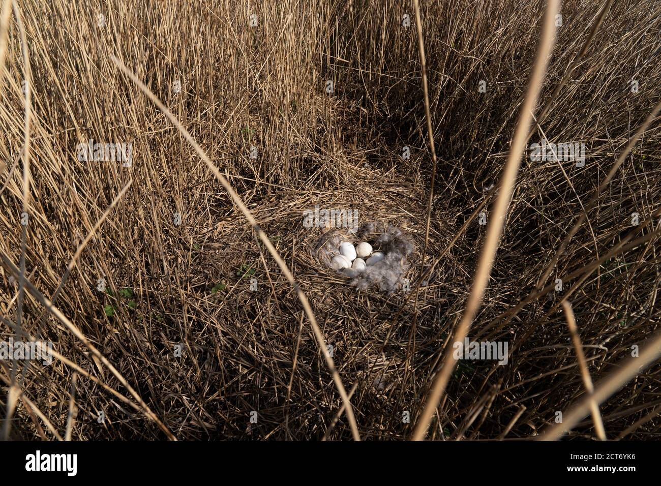 Un Nest dell'oca grigia con uova in terra di allevamento con rametti e piume Foto Stock