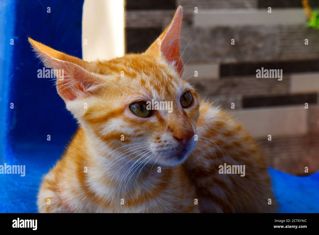 un primo piano di colore zenzero carino gattino guardare Foto Stock