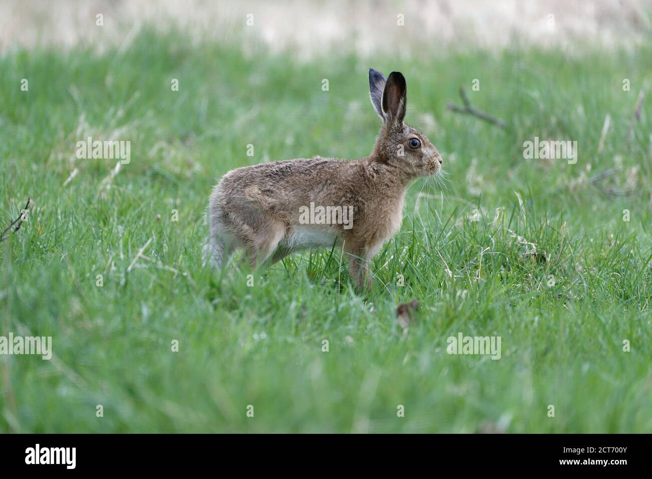 Lepre marrone europeo (Lepus europaeus) Leveret in prato durante il giorno. Foto Stock