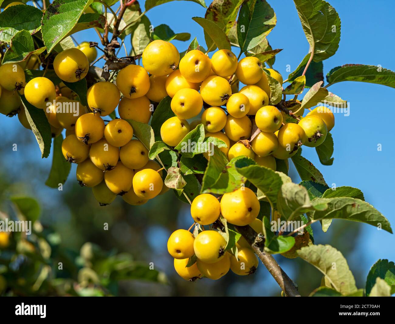 Mele di granchio giallo mature, Malus, appese su un ramo di albero Foto Stock