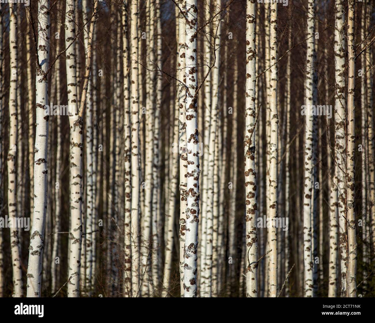 Coltivazione di tronchi di betulla europea ( betula ) a Spring , Finlandia Foto Stock
