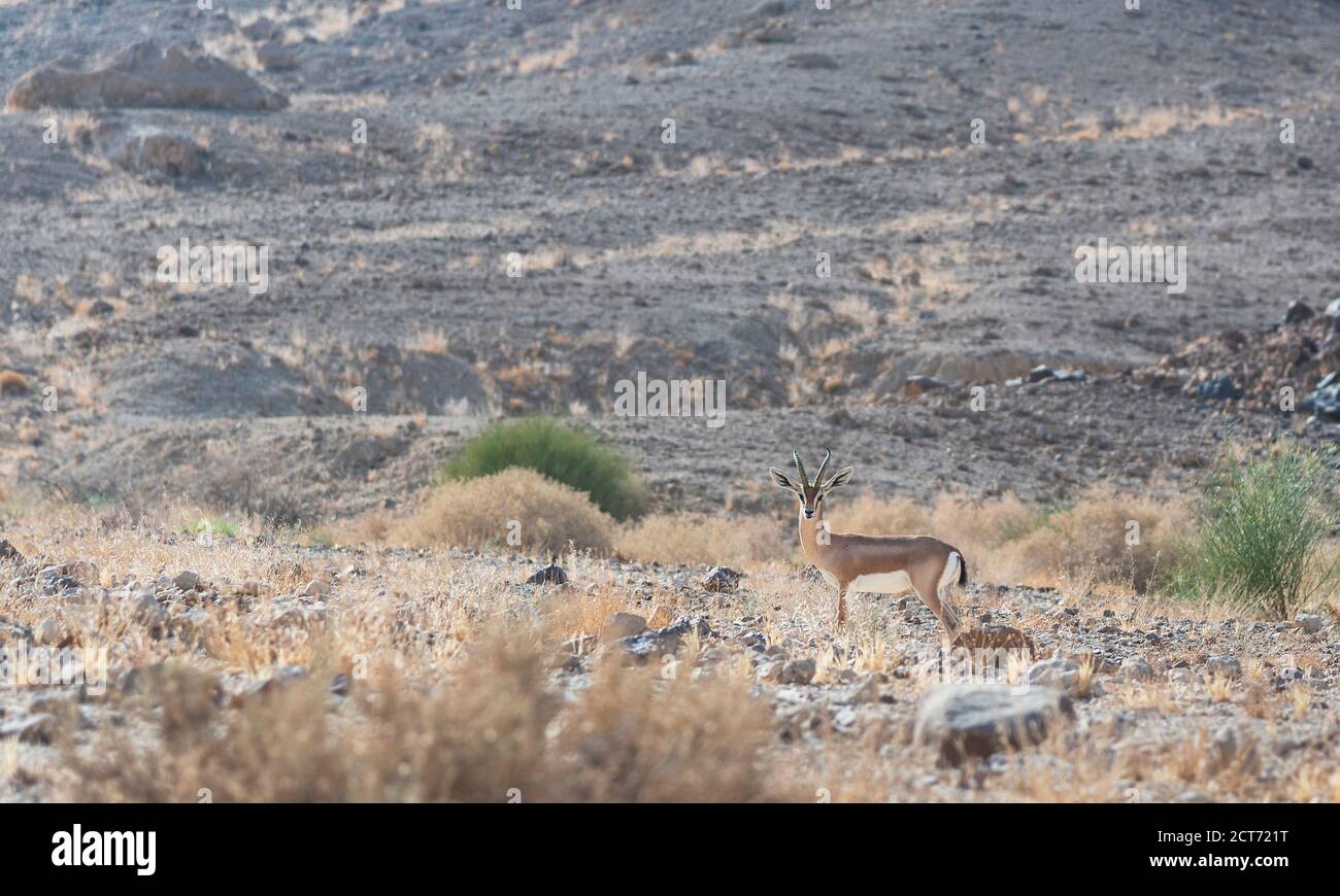 una gazzella dorcas maschile selvaggia in piedi alertly nel suo nativo habitat desertico secco nel cratere di makhtesh ramon in israele Foto Stock