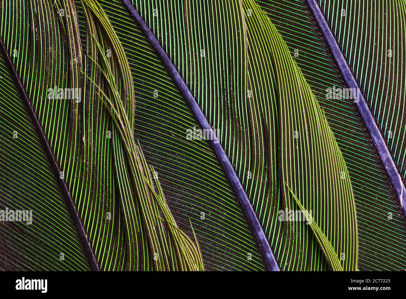 Macro primo piano di piume verdi Foto Stock