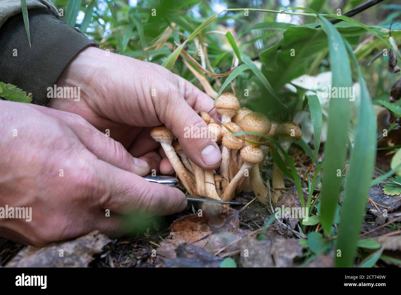 le mani degli uomini tagliano i funghi opyat nella foresta. raccolta da parte del selezionatore di funghi. Foto Stock
