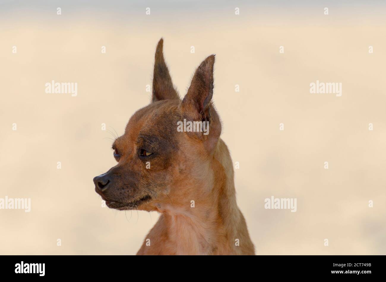 Primo piano ritratto di un piccolo cane Pincher Foto Stock