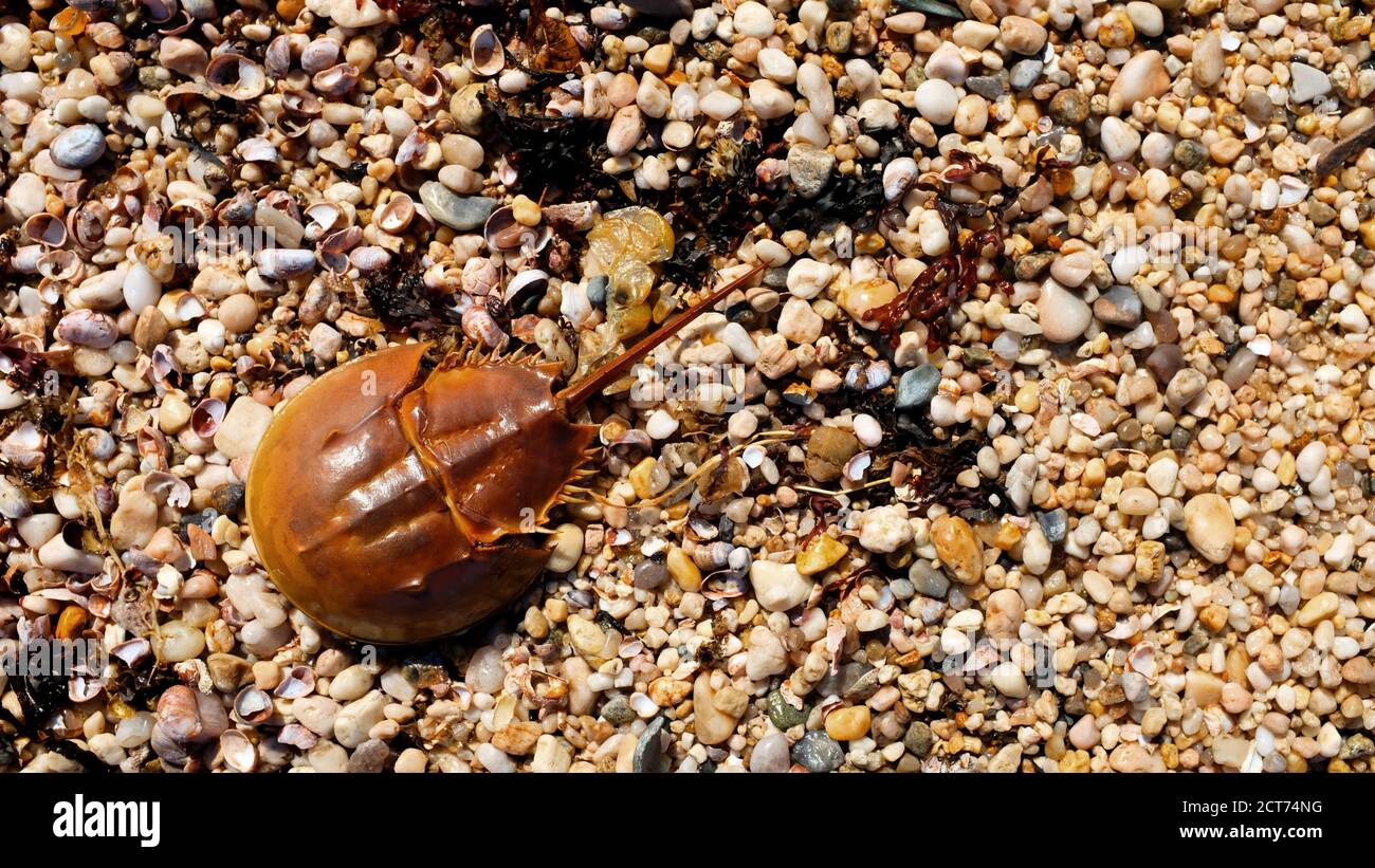 Granchio a ferro di cavallo sulla Rocky Beach Foto Stock