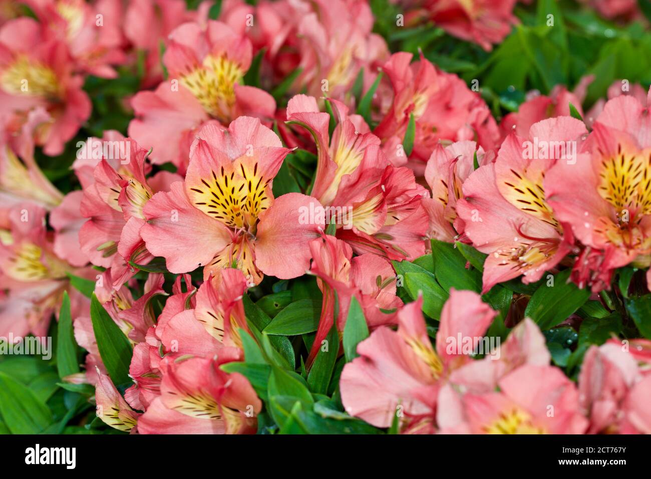 Alstroemeria’Little Miss Davina’ Foto Stock