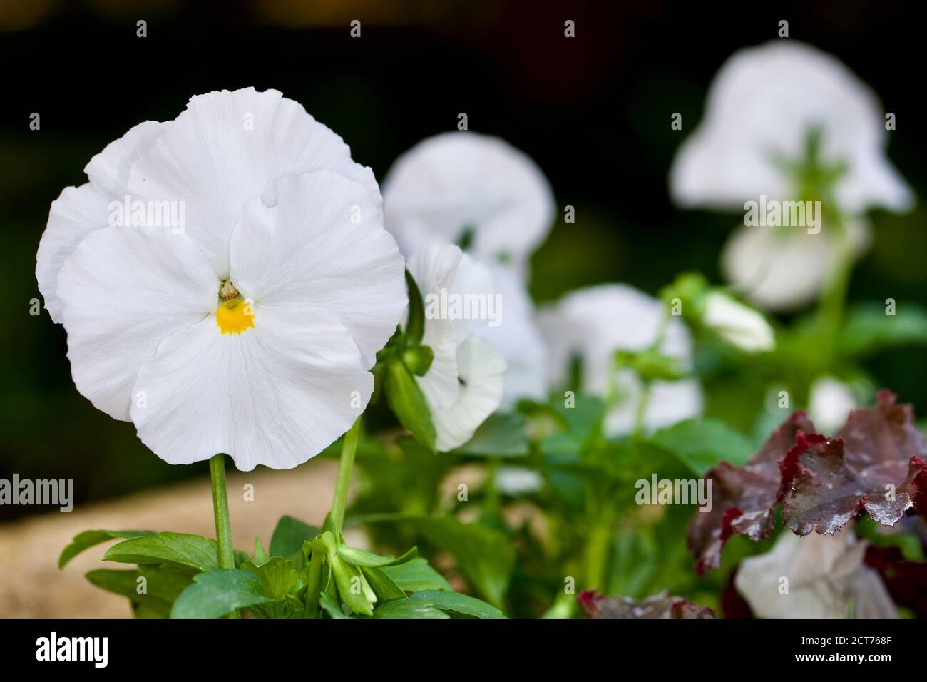 Belle Pansies bianche in fiore d'inverno Foto Stock