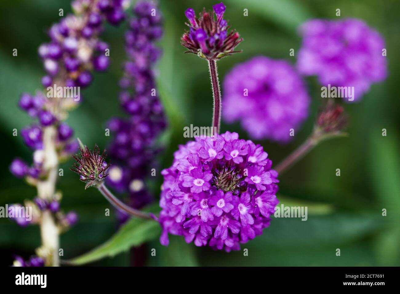 Verbena rigida 'venosa' Foto Stock