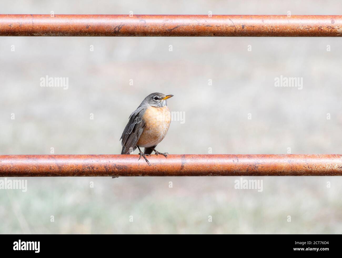 Robin americano (Turdus migratorius) Appollaiato su una fence di metallo sulle pianure del Colorado Foto Stock