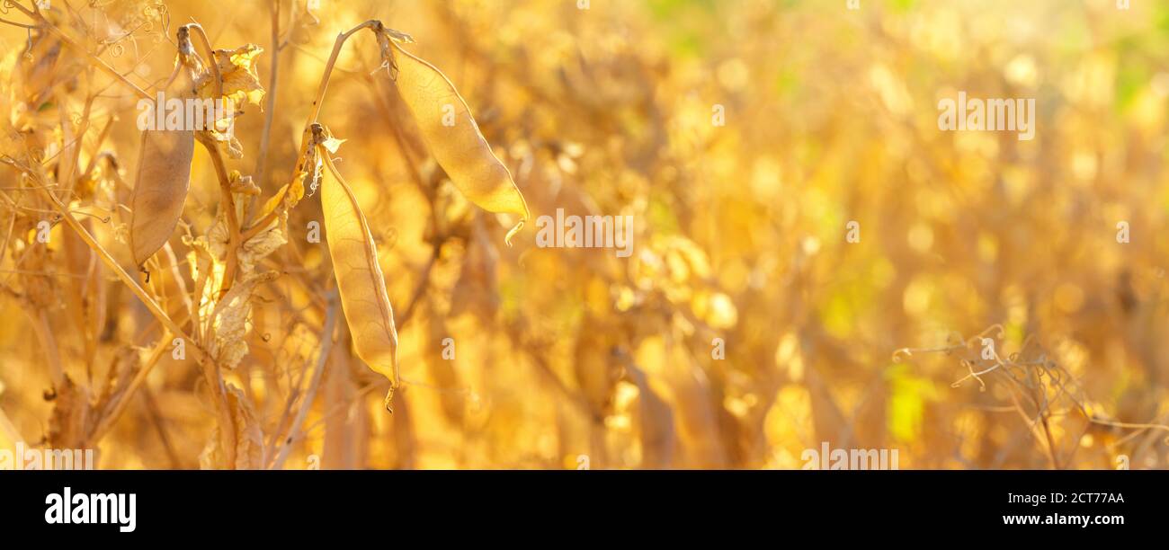 Paesaggio rurale, banner - campo di piselli nei raggi del sole estivo, closeup con spazio per il testo Foto Stock