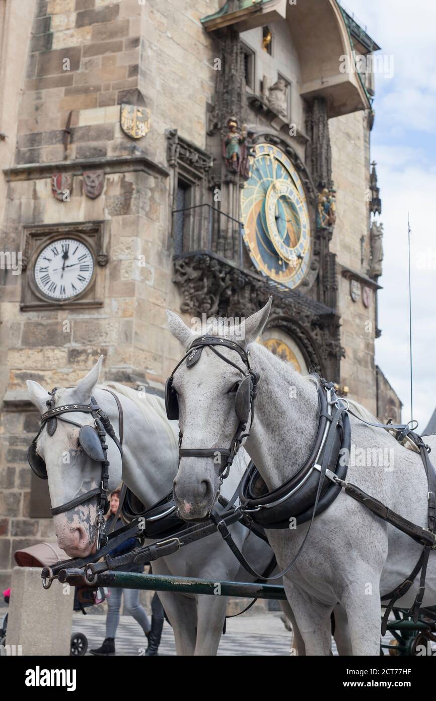 PRAGA, REPUBBLICA CECA - 2015 OTTOBRE. Due cavalli bianchi all'esterno del vecchio Municipio con Orologio Astronomico. Foto Stock