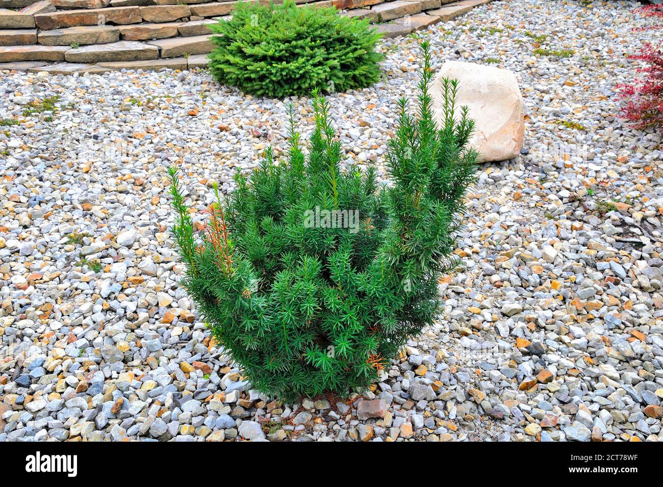 Foto di giovane pianta di Hicks Yew (Taxus 'Hicks') - conifera perenne ornamentale sempreverde per la progettazione paesaggistica di parco o giardino. Giardino Foto Stock