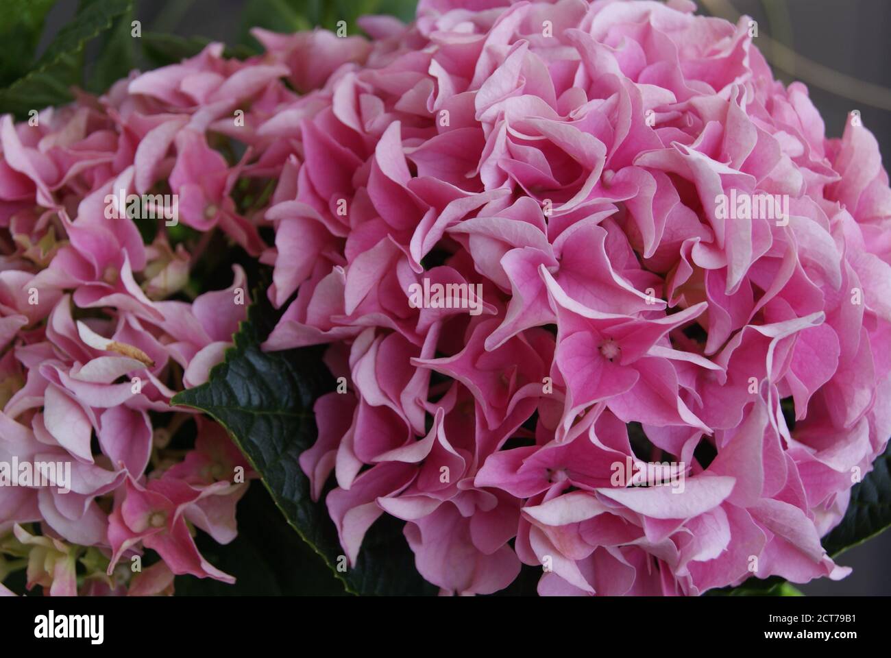 idrangea rosa dal nostro giardino Foto Stock