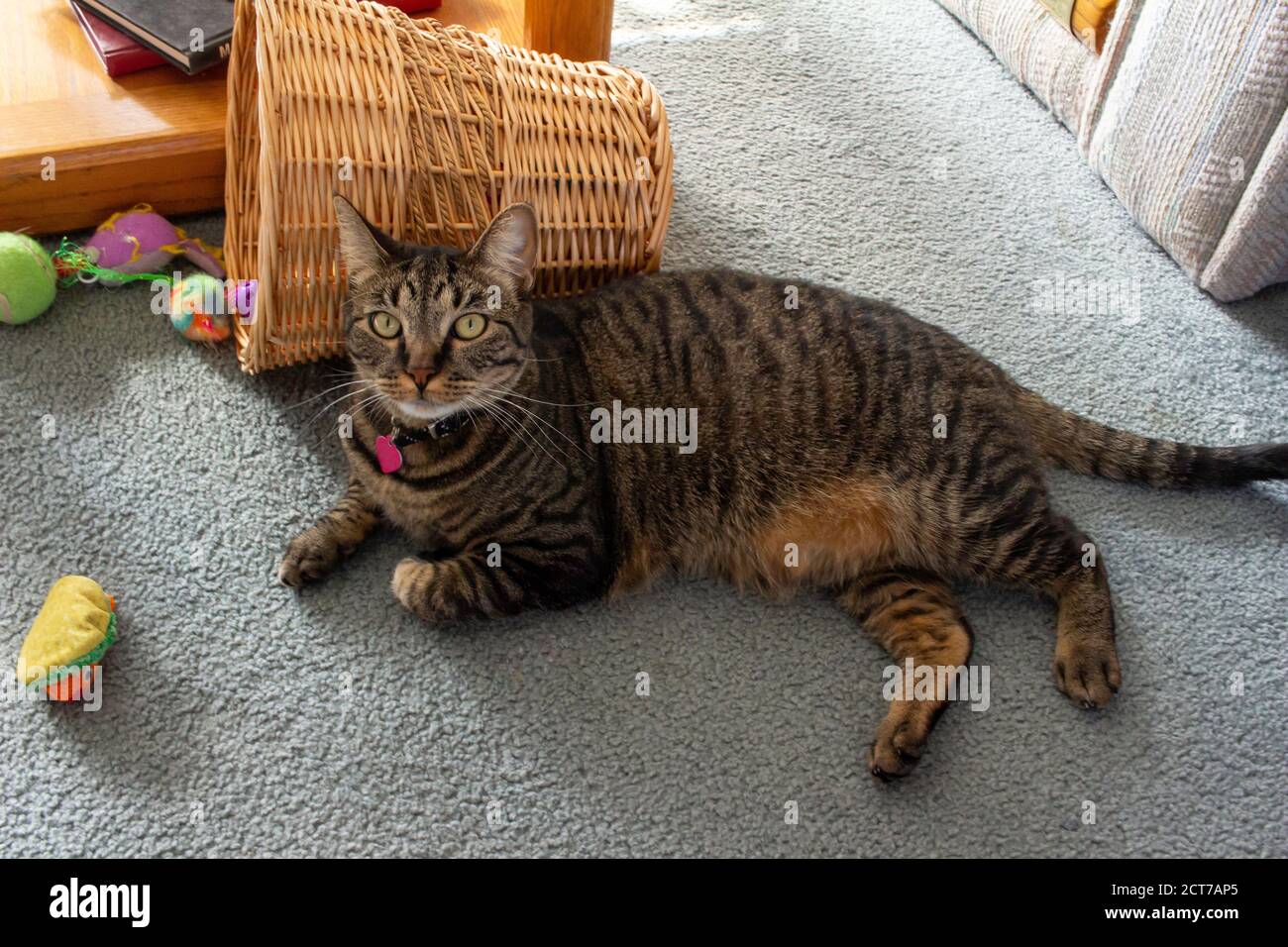 Vista profilo di un giovane tabby grigio striscia può reclinarsi su un pavimento tappezzato circondato da giocattoli di gatto, guardando verso la fotocamera. Foto Stock