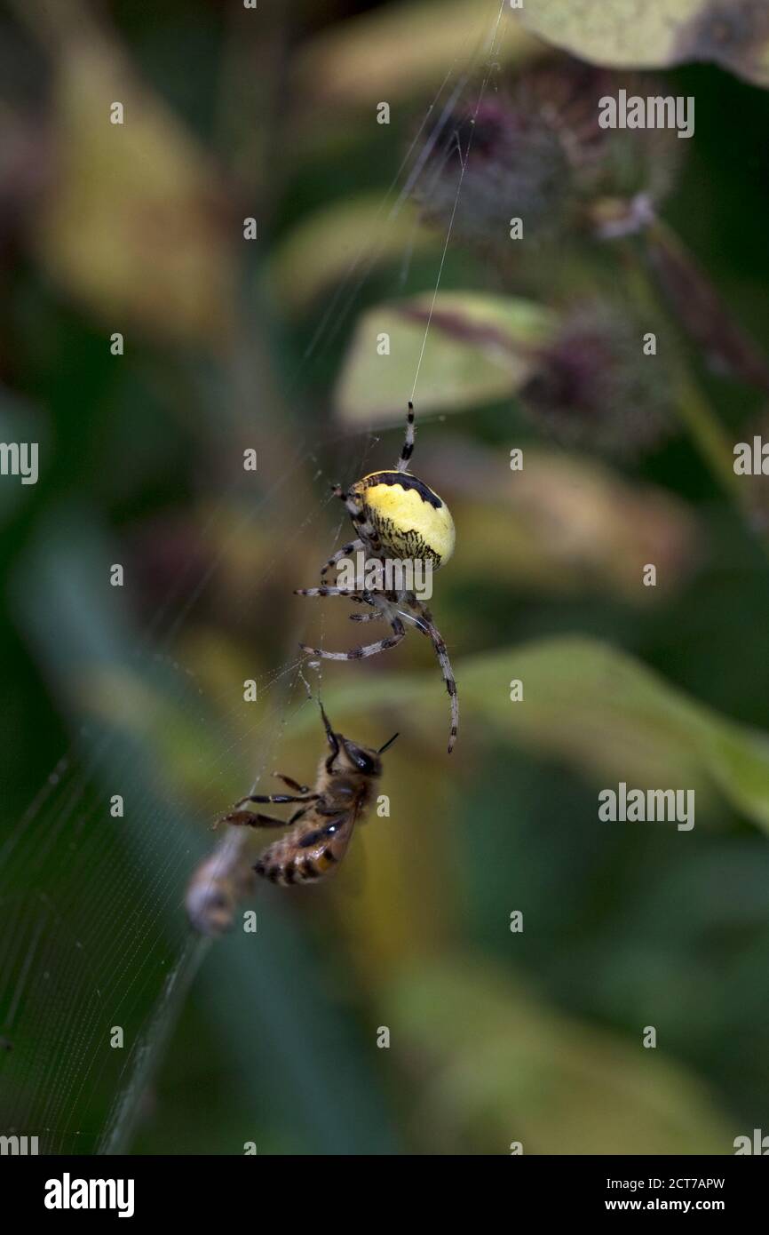 Orb-weaver marmorizzato (Araneus marmoreus var. Piramidatus) con ape di miele occidentale (Apis mellifera) Foto Stock