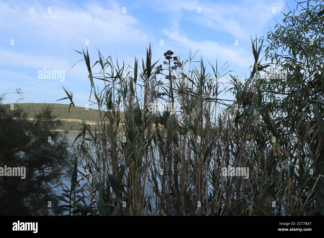 Phragmites australis e cielo blu sullo sfondo Foto Stock