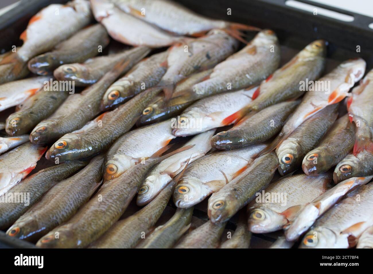 Teglia da forno con pesce di fiume prima di essiccare in forno. Il pesce  giace in file, sparato da vicino Foto stock - Alamy