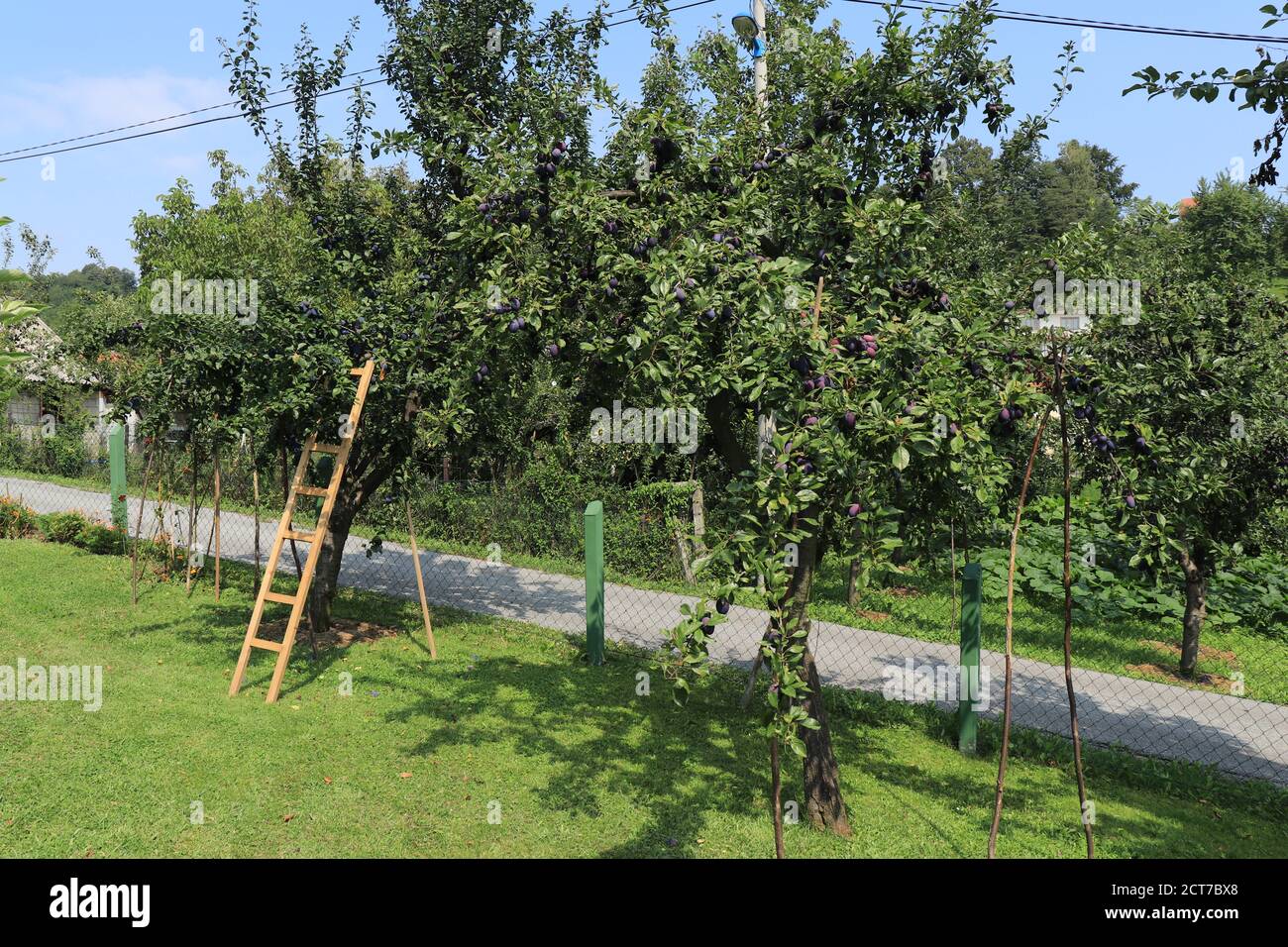 Prunus domestica frutteto frutti di prugne su un albero Foto Stock