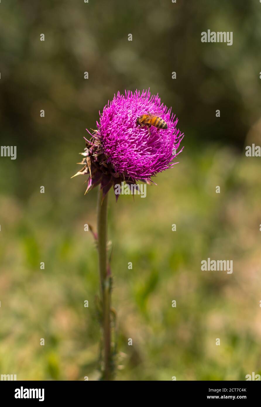 Ape su un fiore di cardo Foto Stock