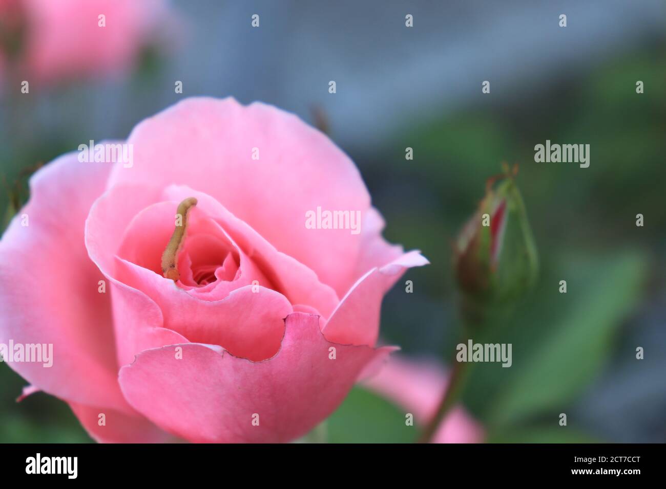 Un bel germoglio sano di una rosa rosa con un verme in cima al giardino Foto Stock