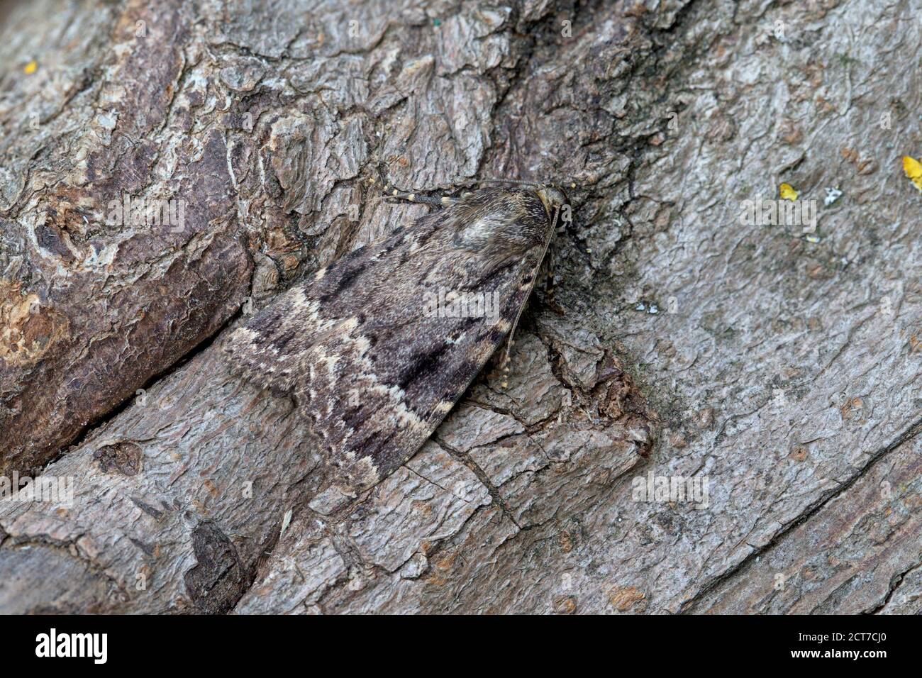 Sottoala di rame (Amphipyra piramidea) o sottoala di rame di Svensson (Amphipyra berbera) Moth Derbyshire UK agosto 2020 Foto Stock