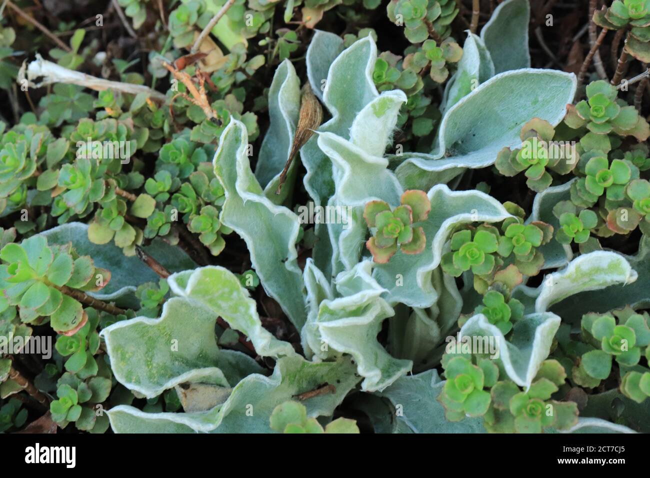 Vrious minuscolo verde ornamentale nel giardino Foto Stock