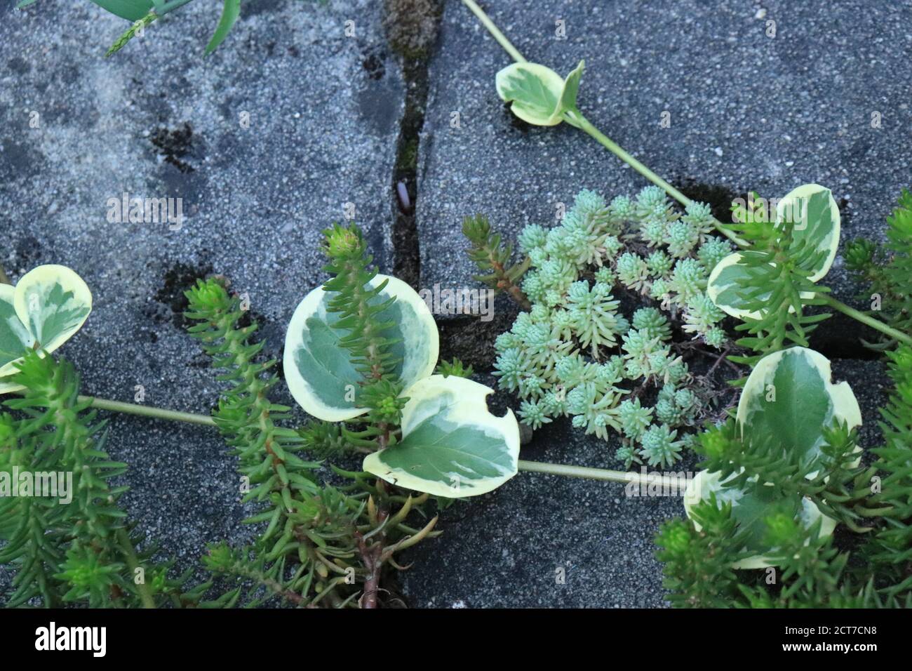 Vrious minuscolo verde ornamentale nel giardino Foto Stock