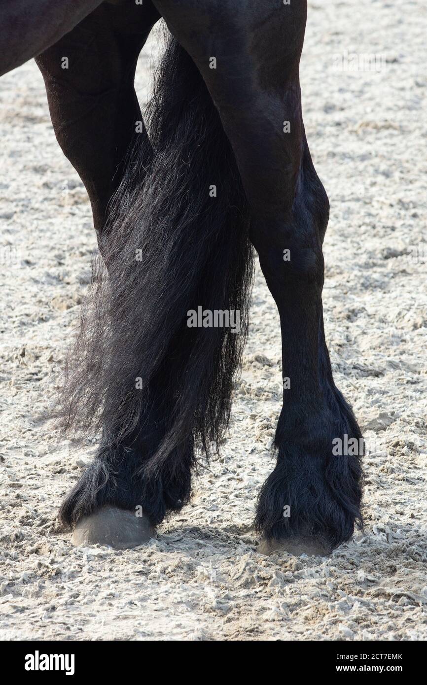 Un dettaglio della speciale razza dressage cavallo fresiano in nero con gambe lucide e coda in un paddock Foto Stock